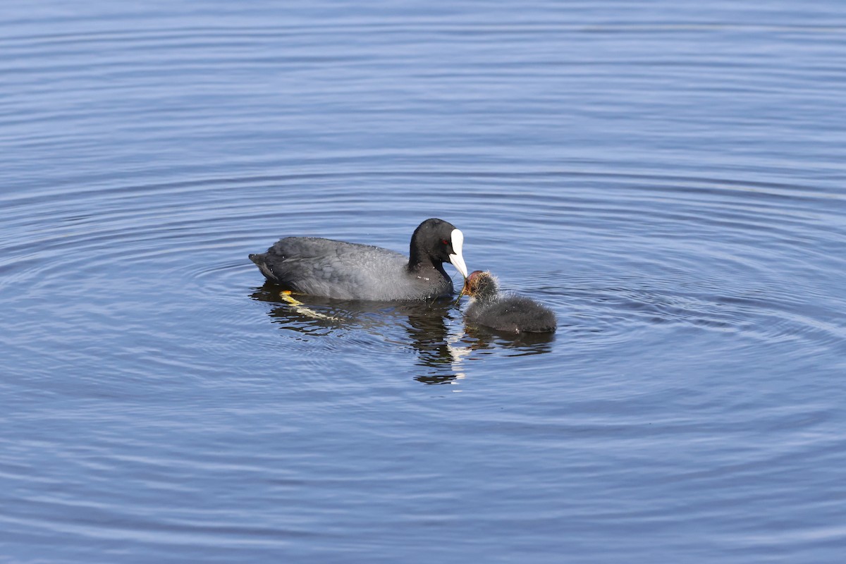 Eurasian Coot - Gareth Bowes