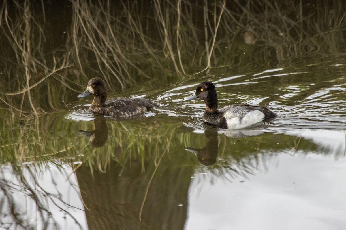 Lesser Scaup - ML619370590