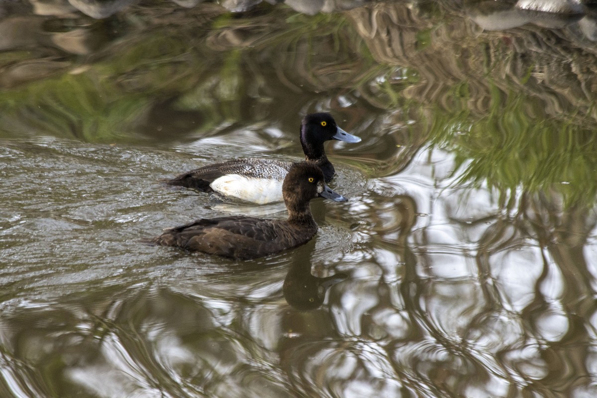 Lesser Scaup - Daniel Martin