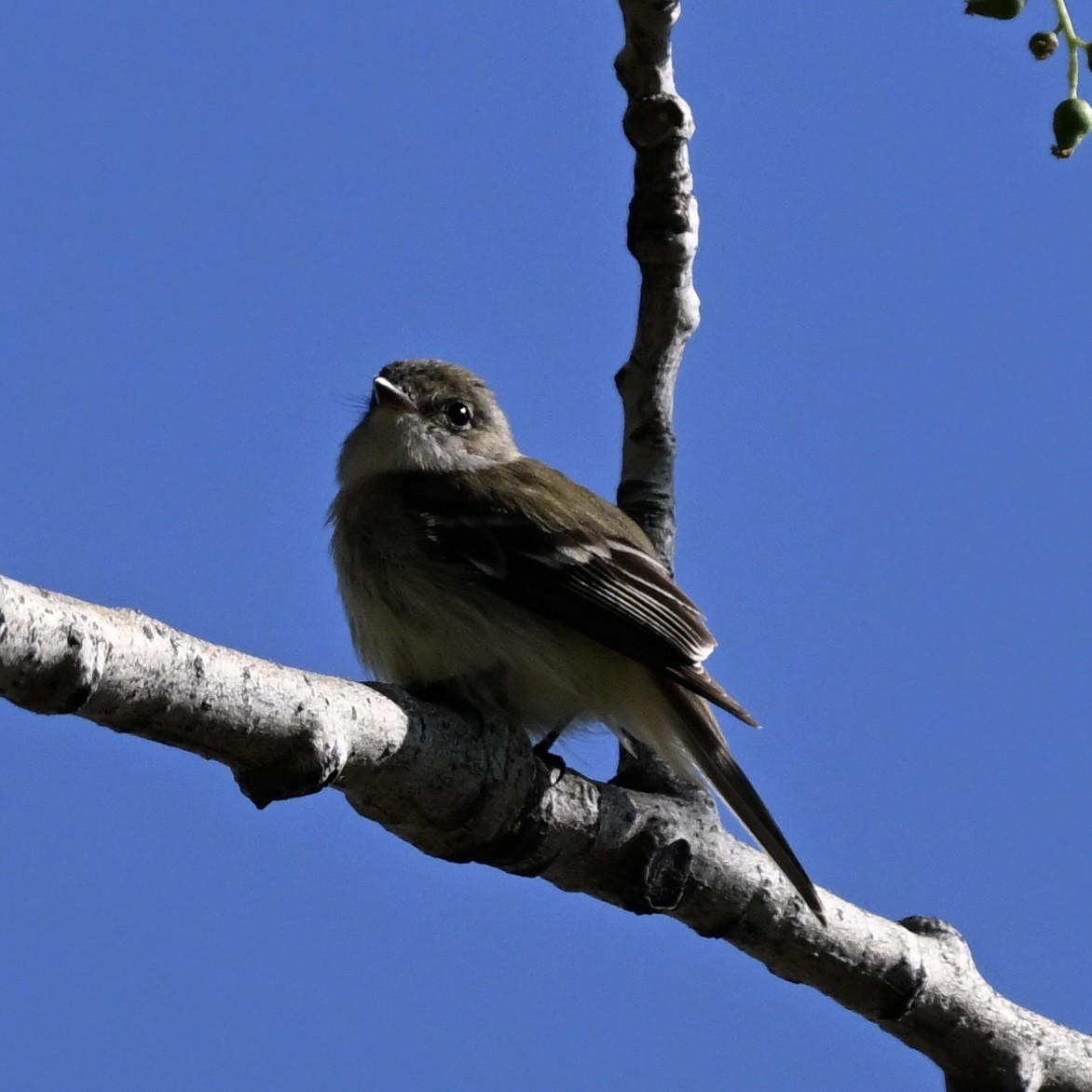 Least Flycatcher - Martin Kennedy