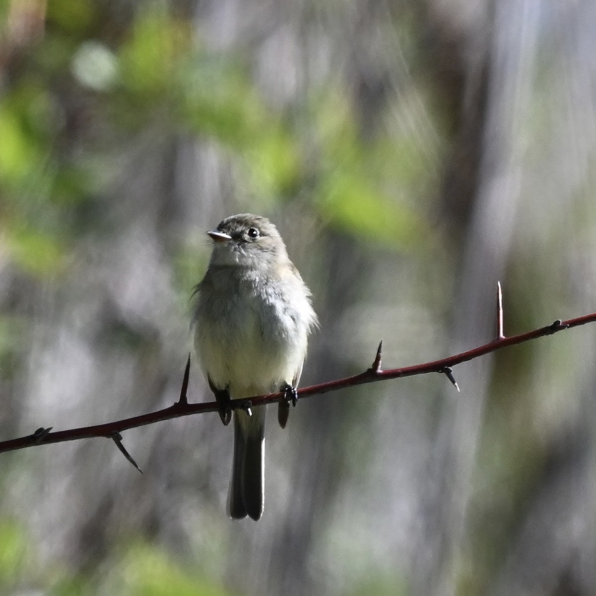 Least Flycatcher - Martin Kennedy