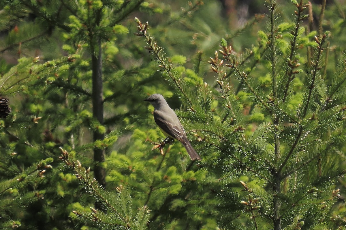 Western Kingbird - Guy L. Monty