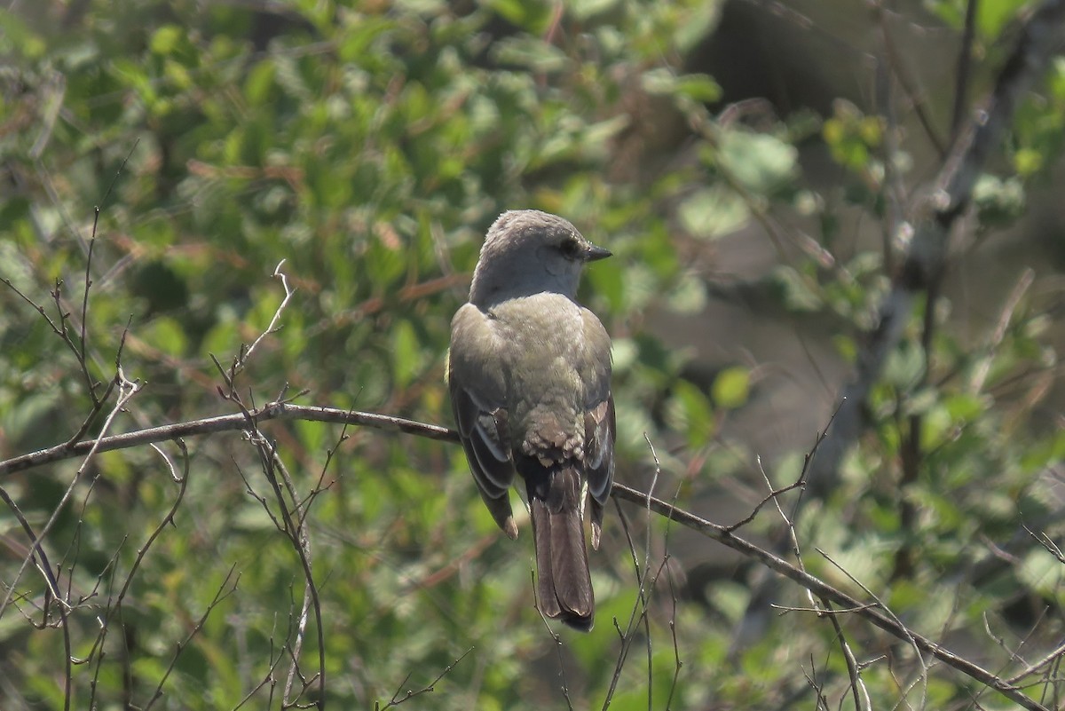 Western Kingbird - Guy L. Monty