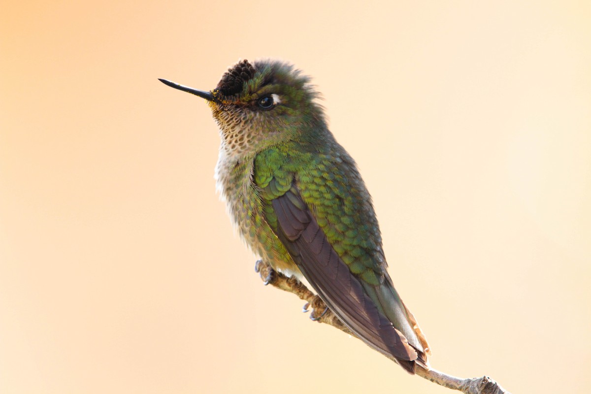 Green-backed Firecrown - ML619370630