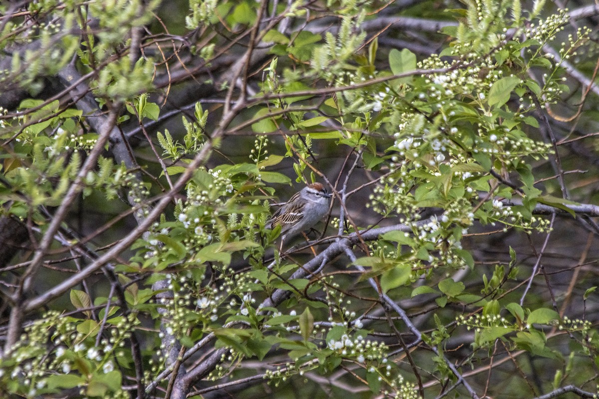 Chipping Sparrow - ML619370648