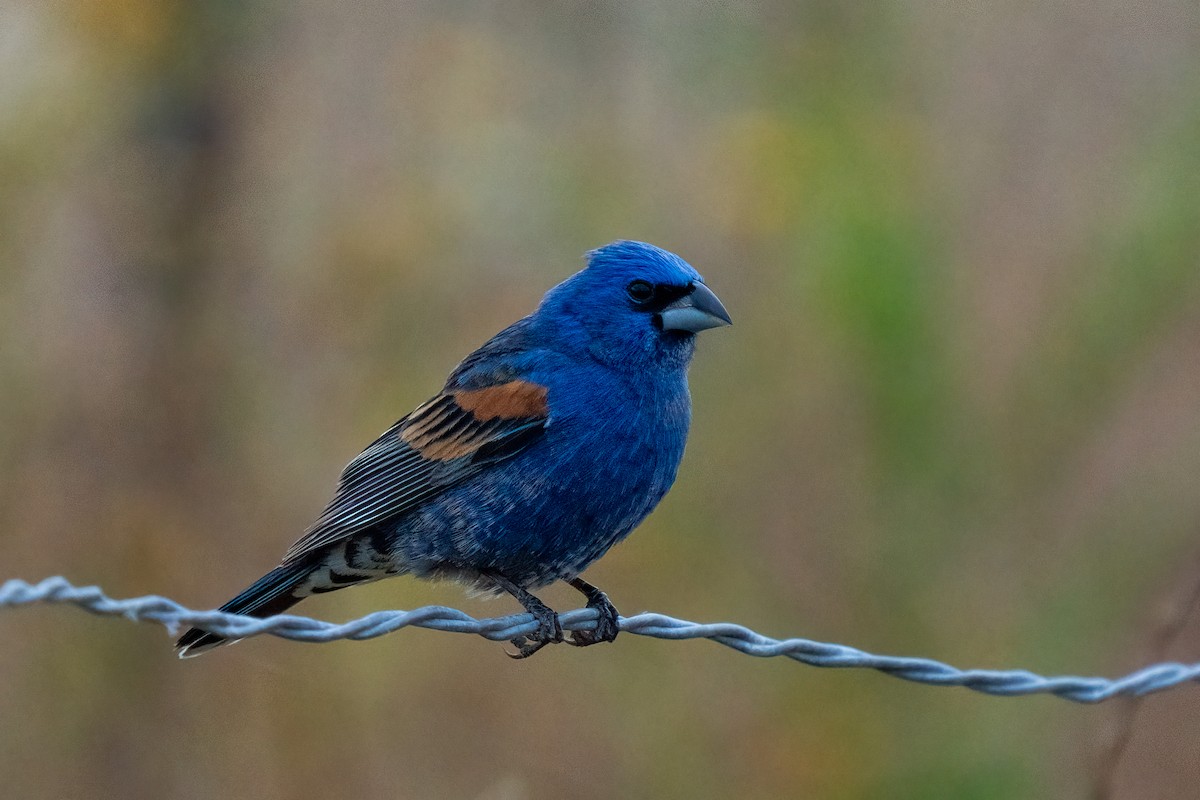 Blue Grosbeak - Andrea C