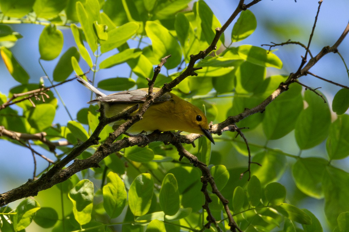 Prothonotary Warbler - ML619370659