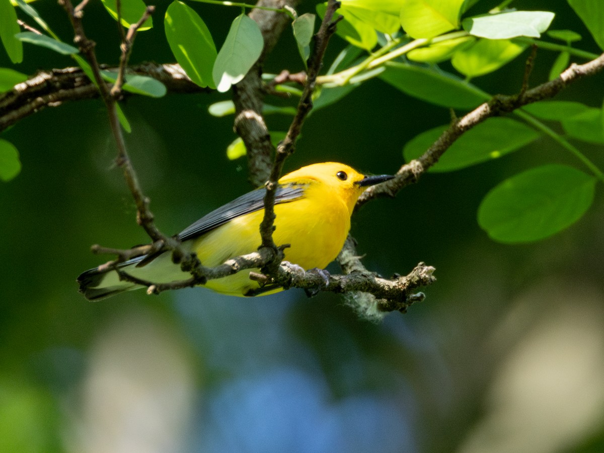 Prothonotary Warbler - ML619370661