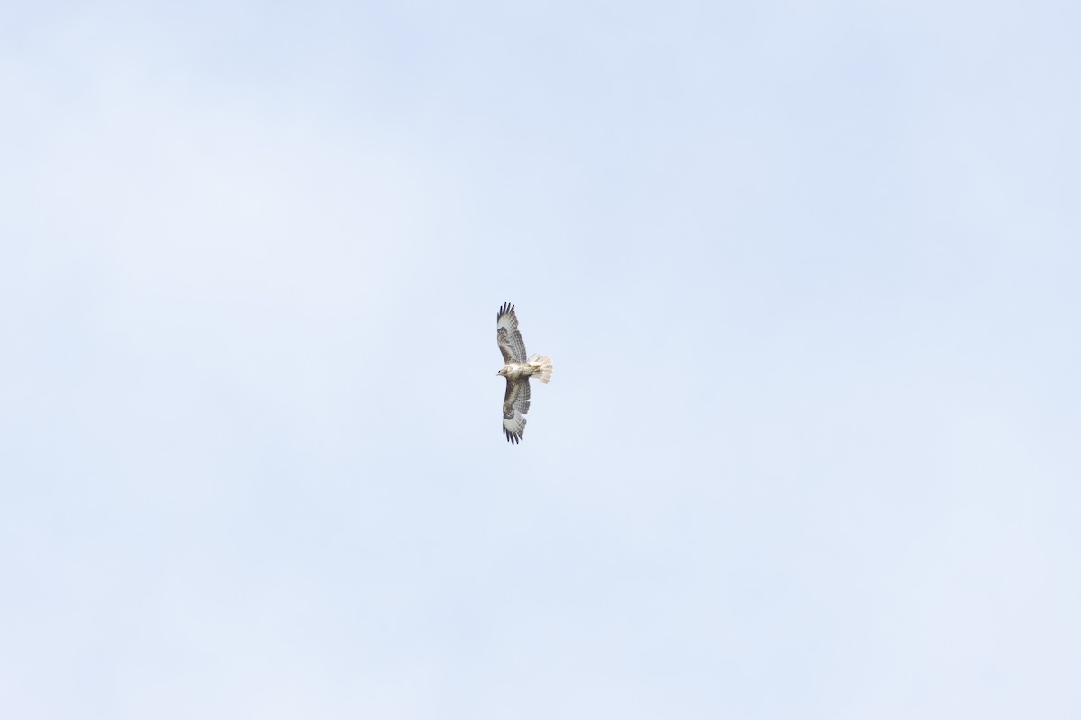 Common Buzzard - Gareth Bowes