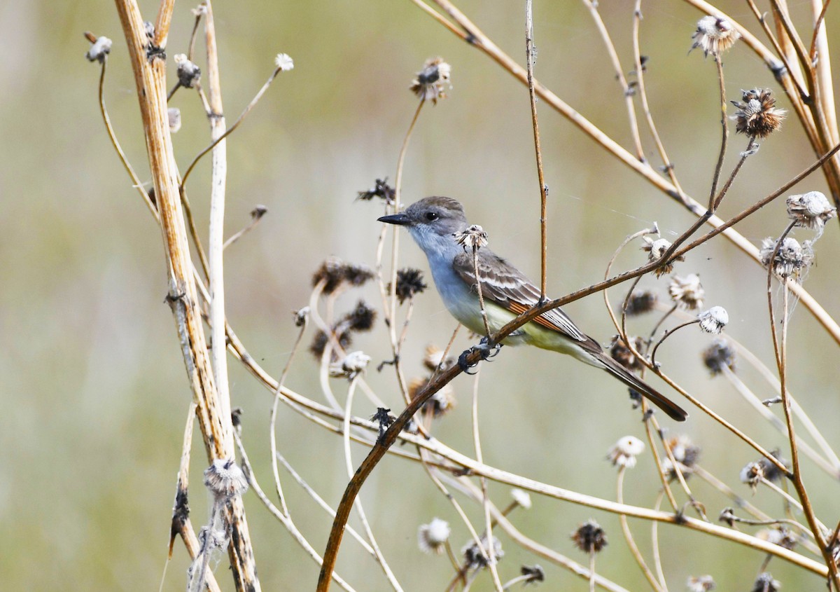 Ash-throated Flycatcher - Colin Maguire