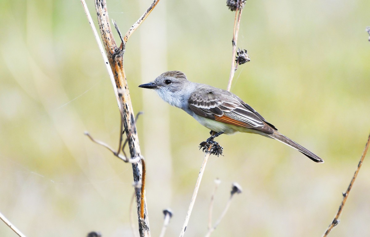 Ash-throated Flycatcher - Colin Maguire