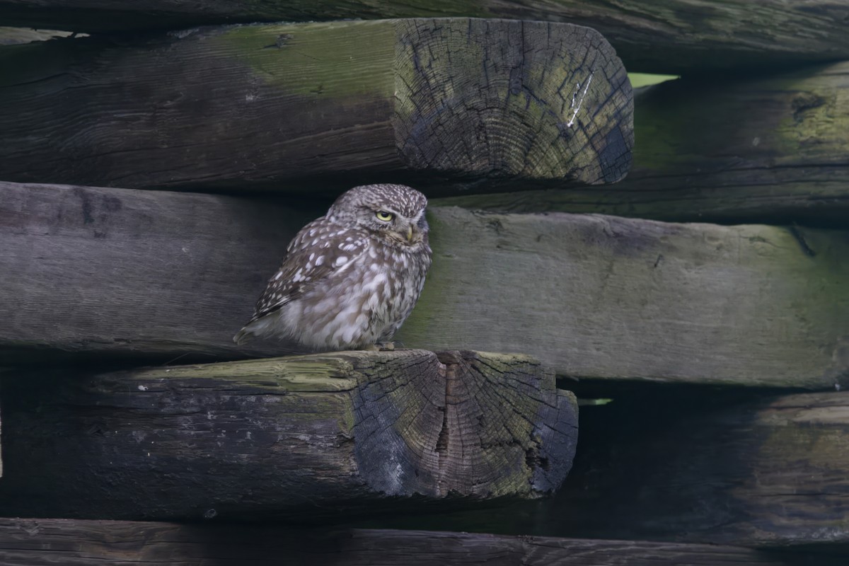 Little Owl - Gareth Bowes
