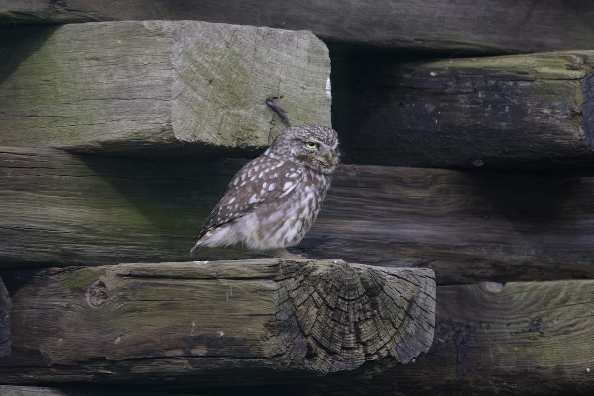 Little Owl - Gareth Bowes