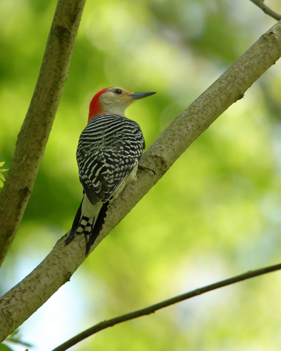 Red-bellied Woodpecker - Wes Slauenwhite