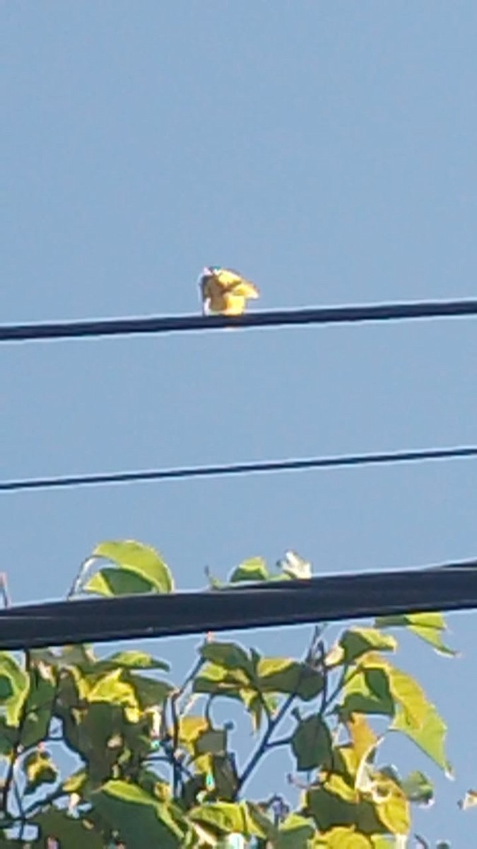 Saffron Finch - Danna Valentina Plazas Jaimes