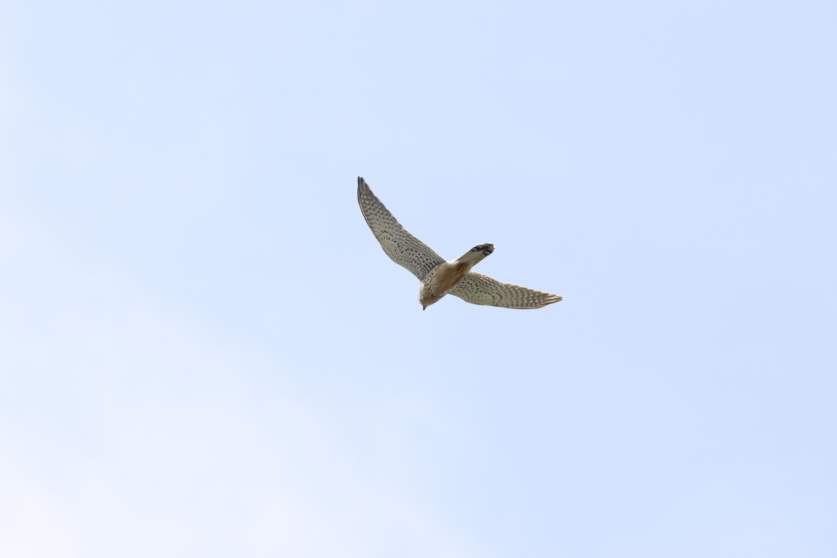 Eurasian Kestrel - Gareth Bowes