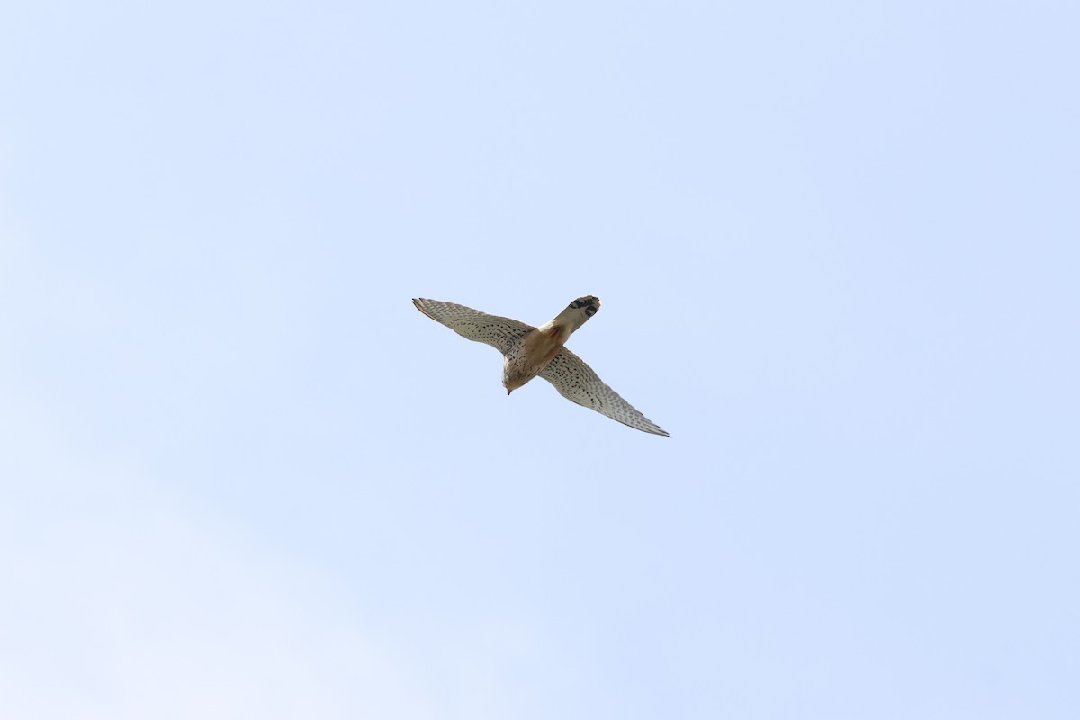 Eurasian Kestrel - Gareth Bowes