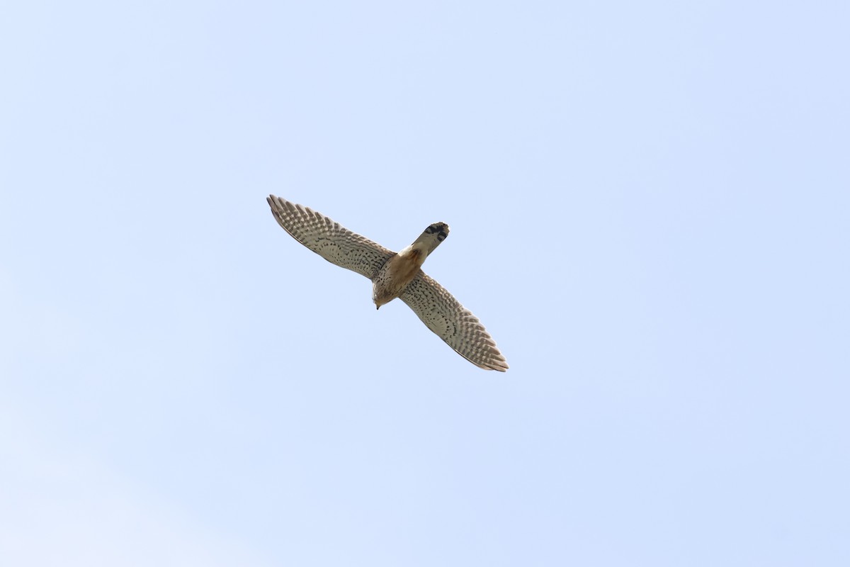 Eurasian Kestrel - Gareth Bowes