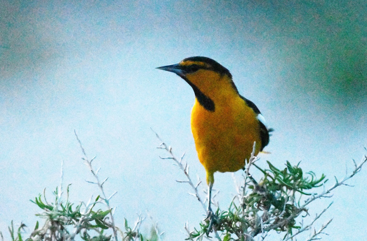 Bullock's Oriole - ML619370700