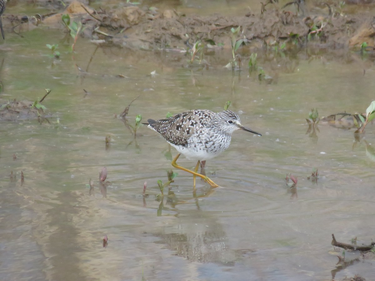 Lesser Yellowlegs - David Wolf