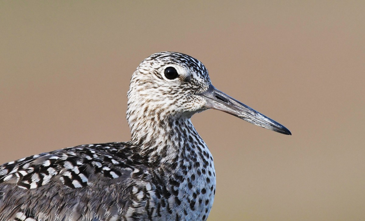 Willet - ML619370726