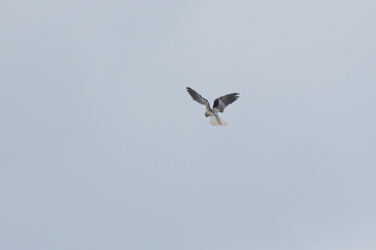 White-tailed Kite - Andrea C