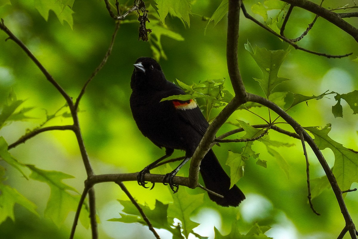 Red-winged Blackbird - Jennifer Hernandez