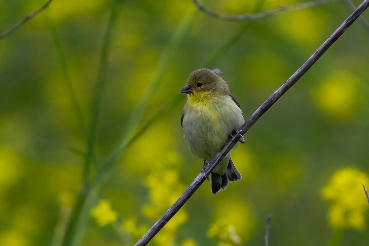 Lesser Goldfinch - Andrea C