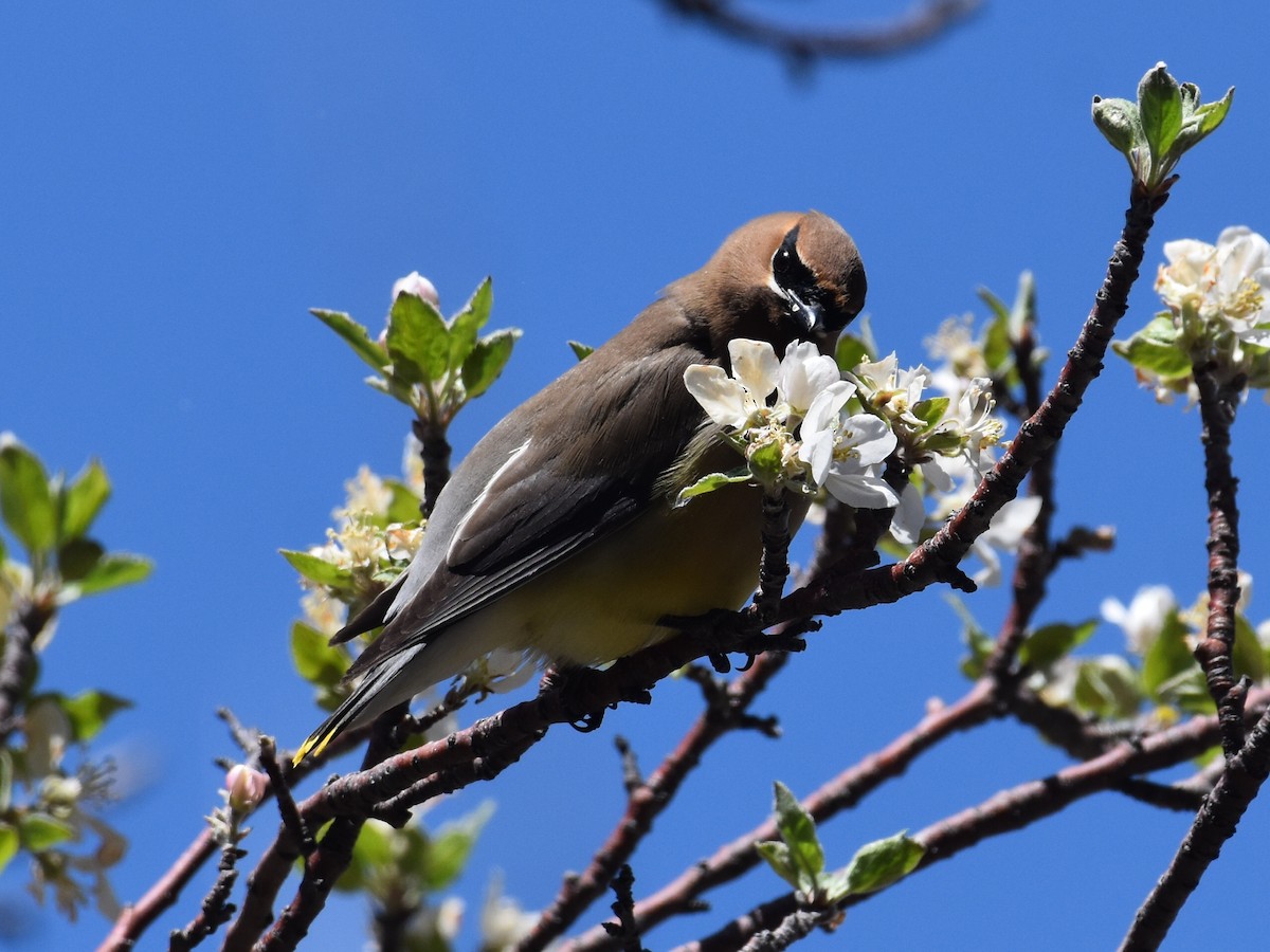 Cedar Waxwing - ML619370740