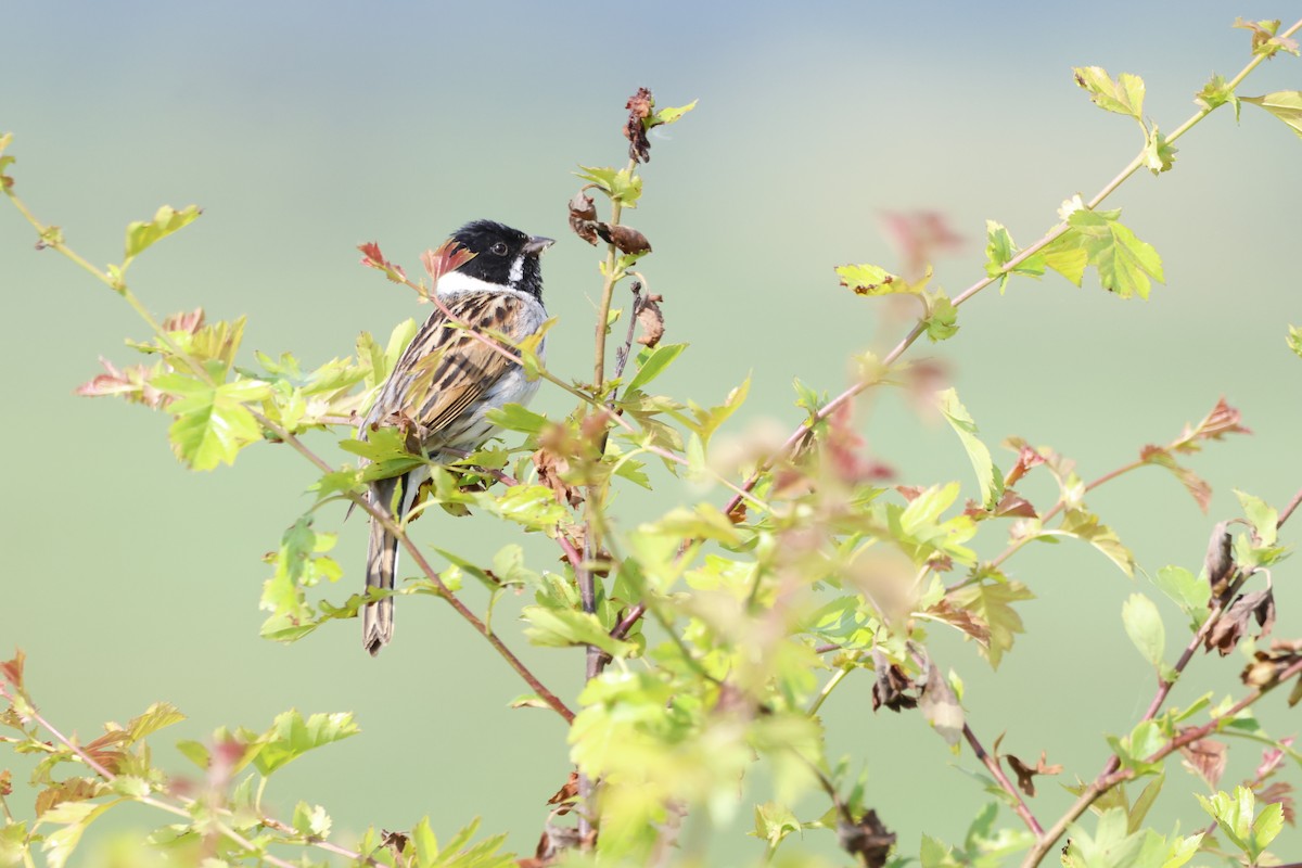 Reed Bunting - Gareth Bowes