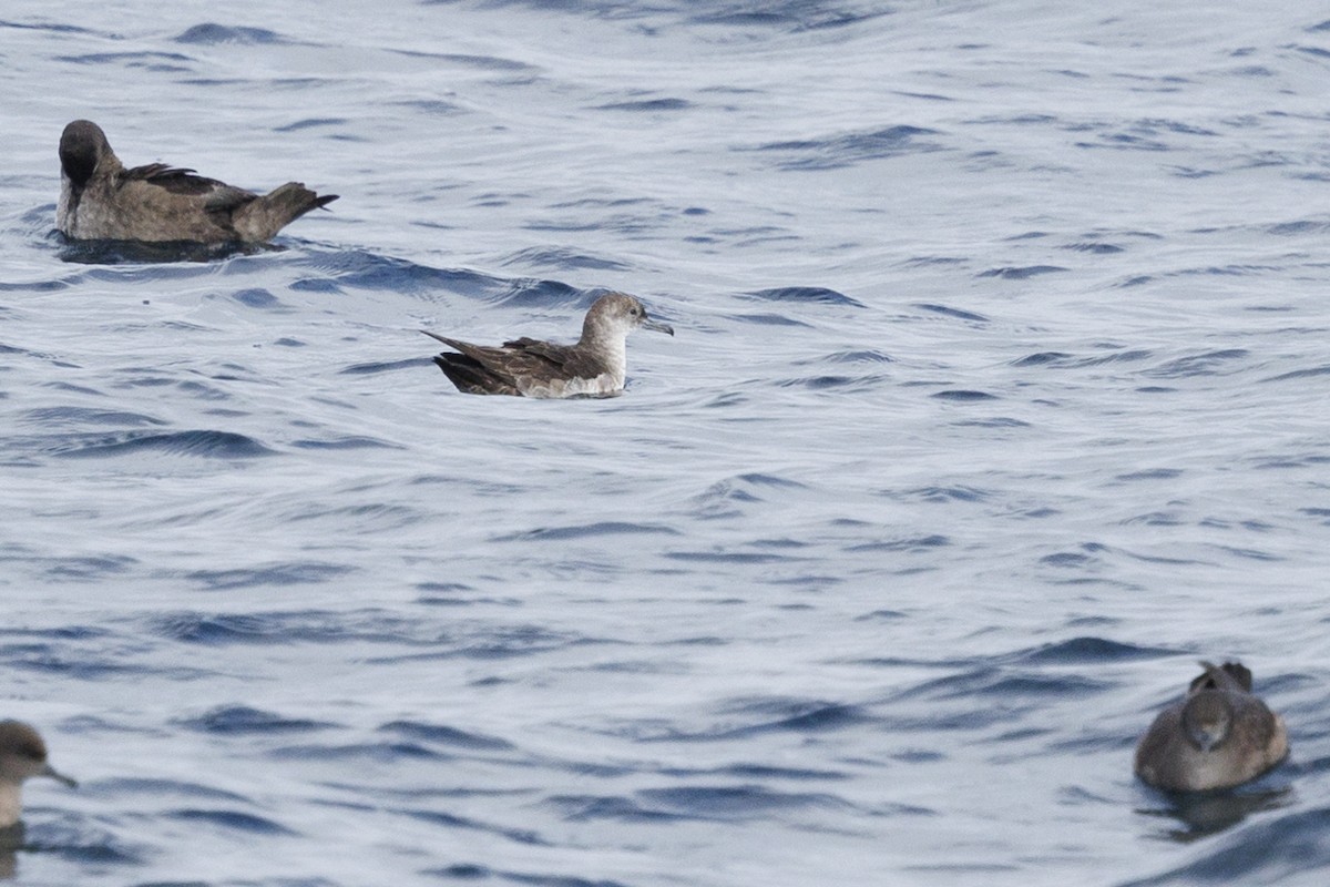 Black-vented Shearwater - Tommy Quarles
