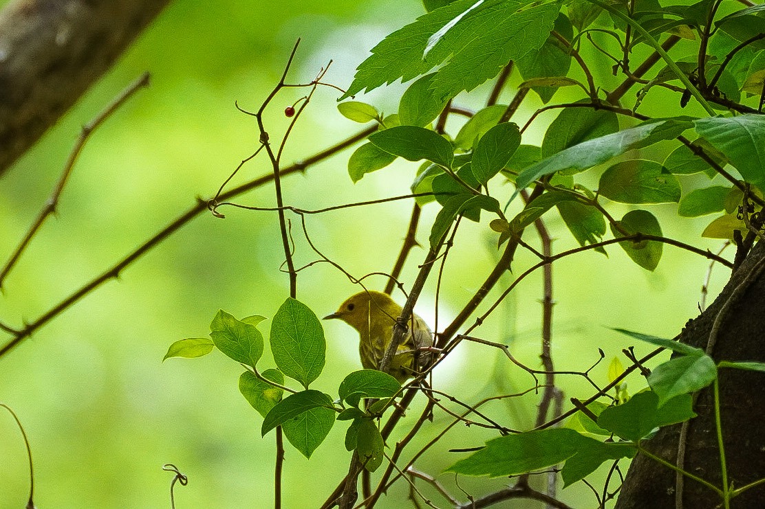 Pine Warbler - Jennifer Hernandez