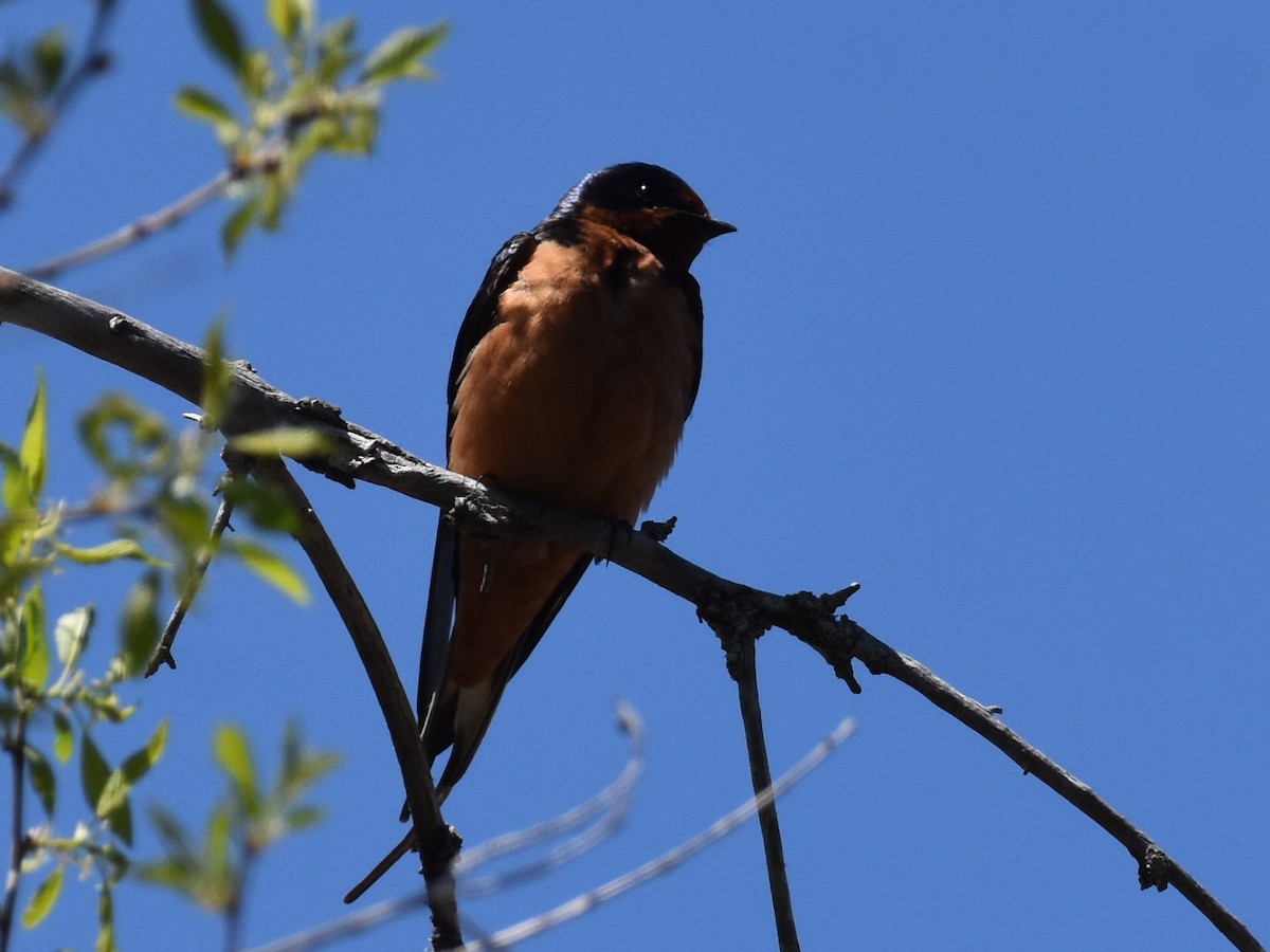 Barn Swallow - ML619370748