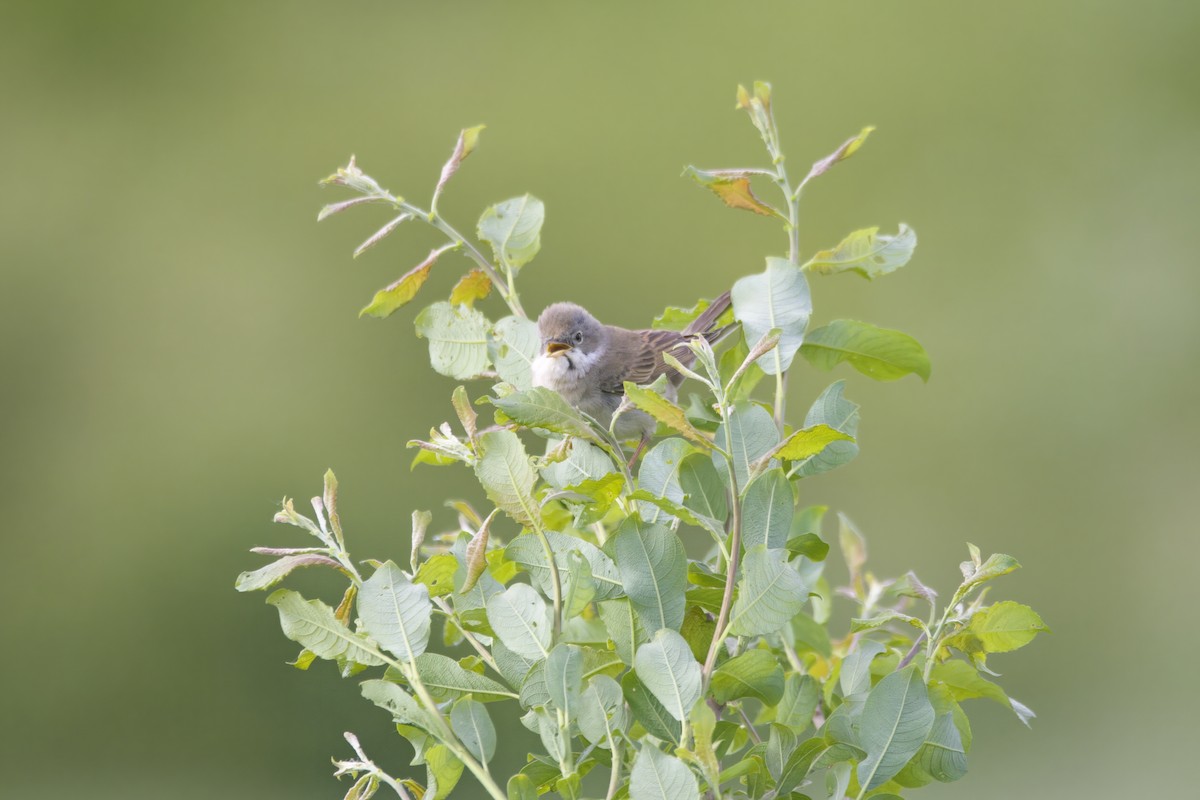 Greater Whitethroat - Gareth Bowes