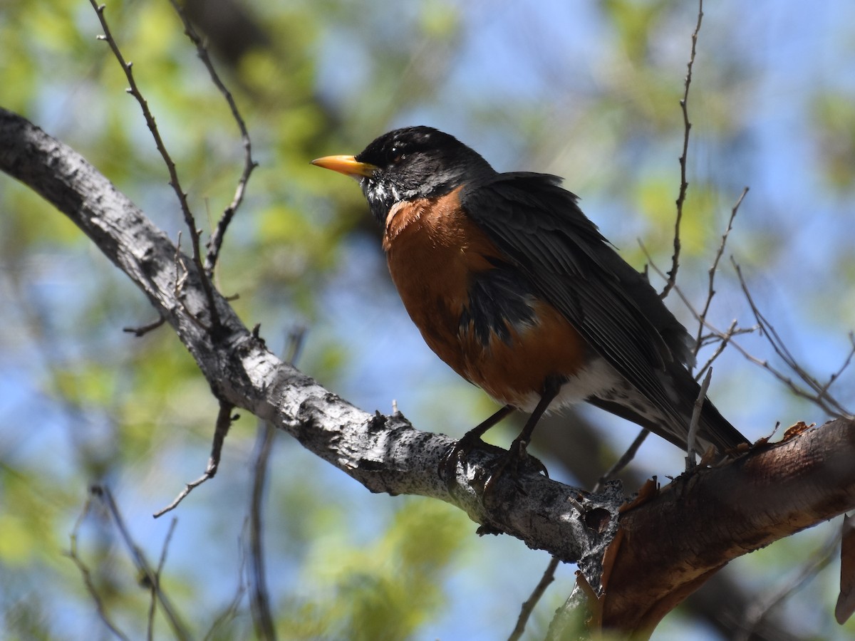 American Robin - ML619370755