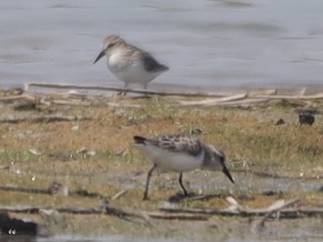 Semipalmated Sandpiper - Mike McInnis