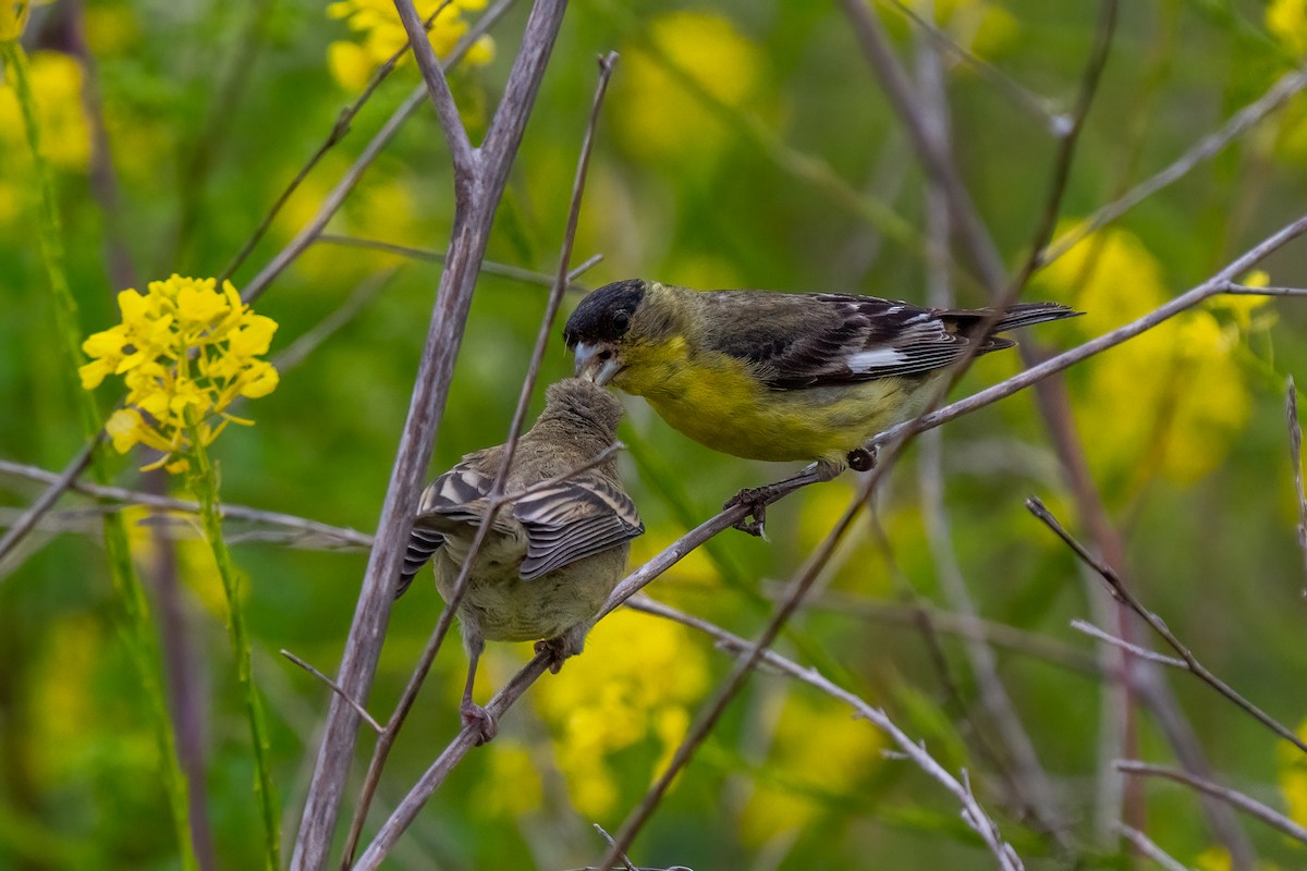 Lesser Goldfinch - Andrea C