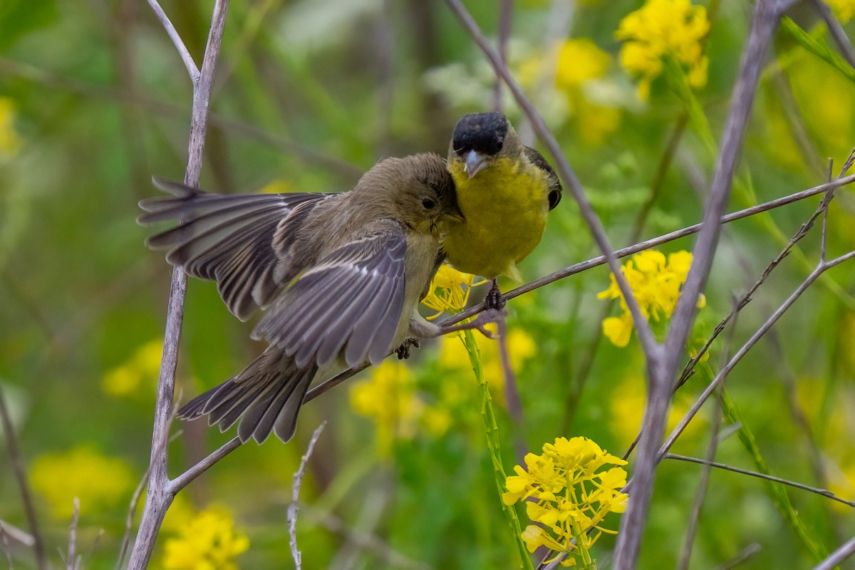 Lesser Goldfinch - Andrea C