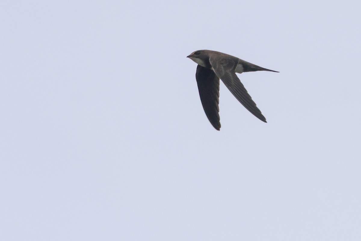 Alpine Swift - Vikram S