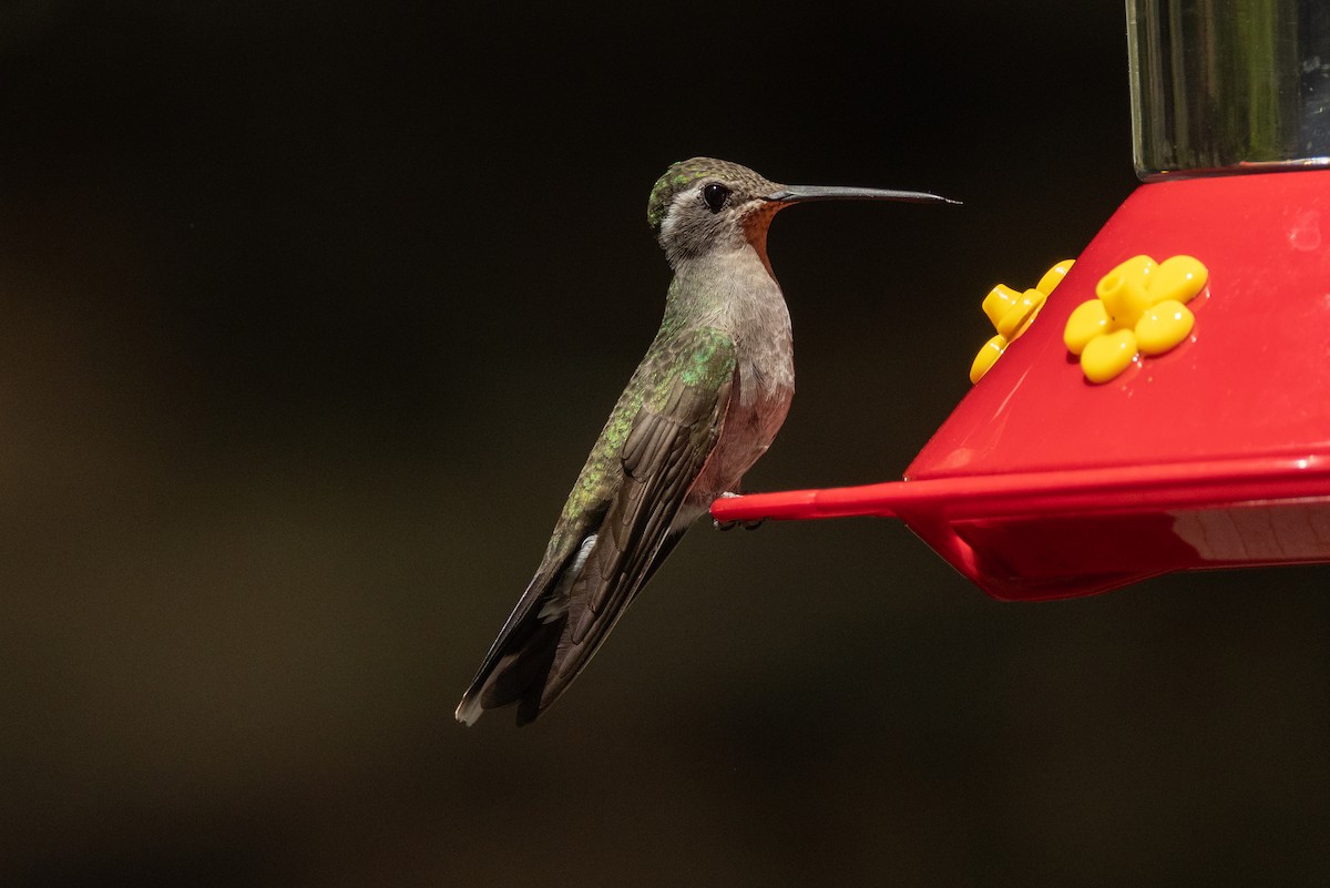 Blue-throated Mountain-gem - Eric Dean