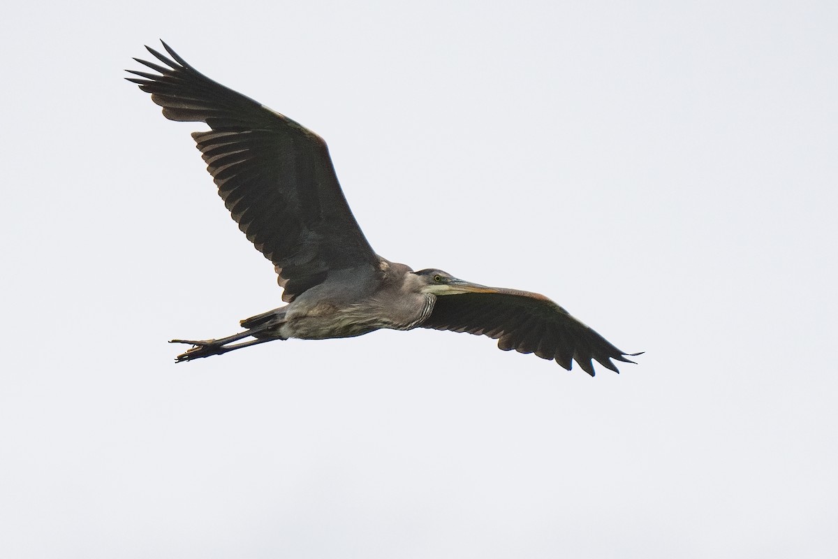 Great Blue Heron - Andrea C