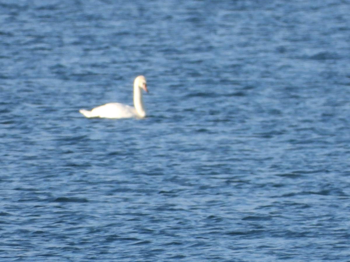 Mute Swan - Serge Benoit