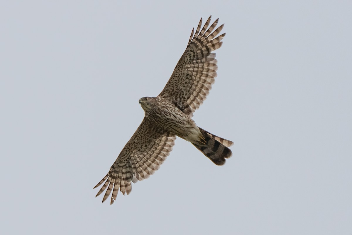 Cooper's Hawk - Andrea C