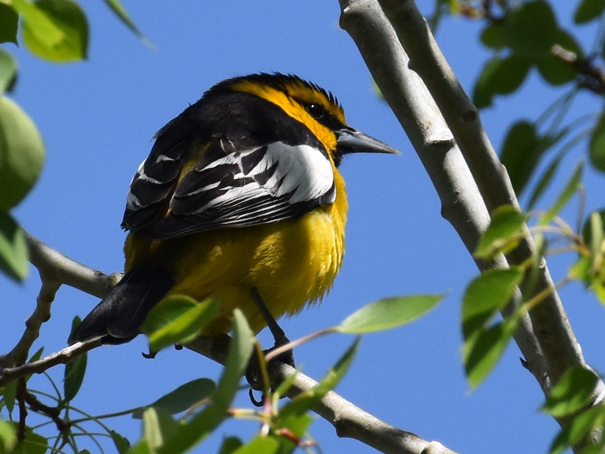 Bullock's Oriole - ML619370788