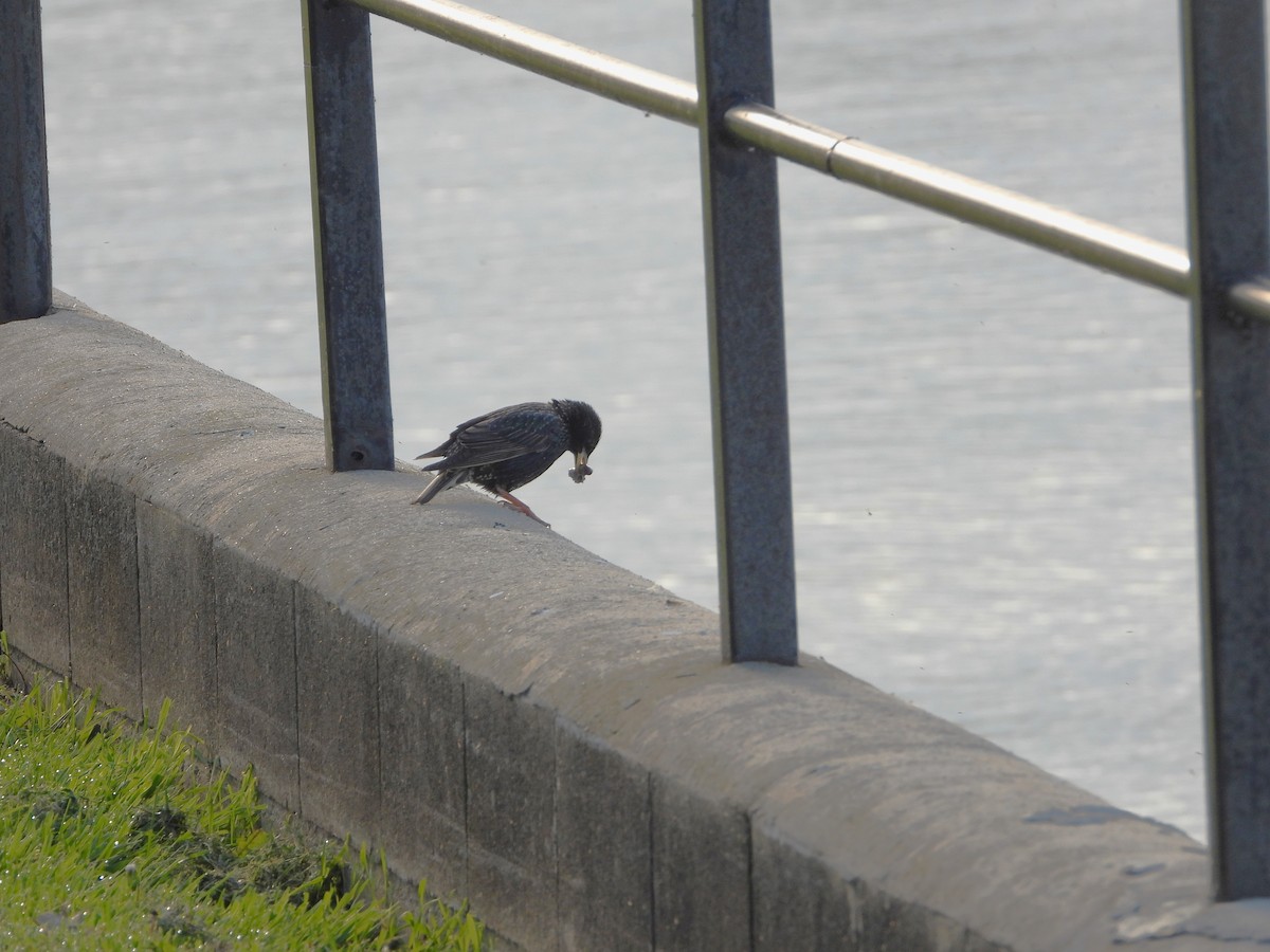 European Starling - ML619370800