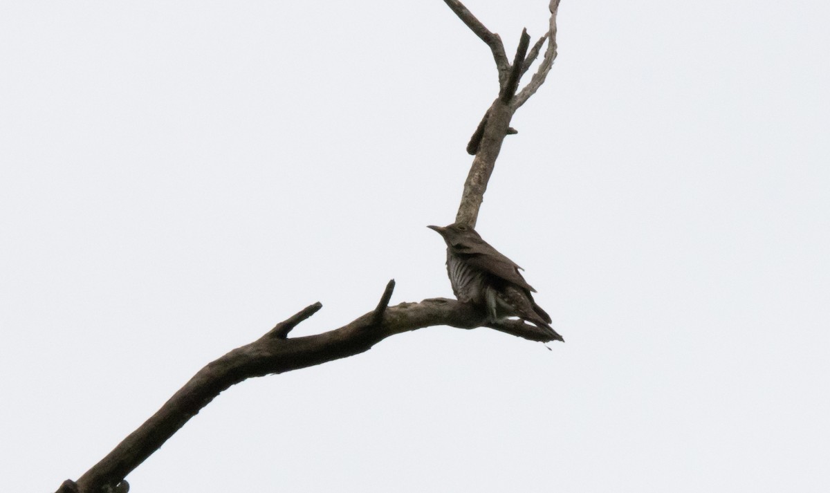 Lesser Cuckoo - Kanno Tage