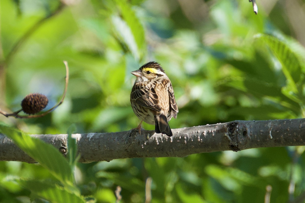 Yellow-browed Bunting - ML619370804