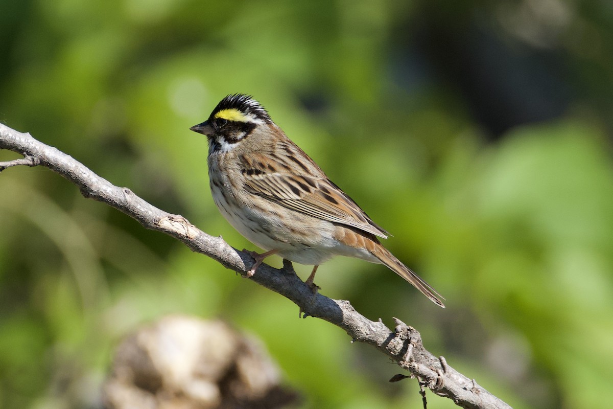 Yellow-browed Bunting - ML619370805