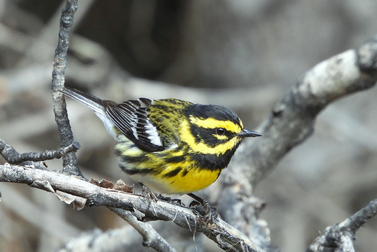 Townsend's Warbler - ML619370807