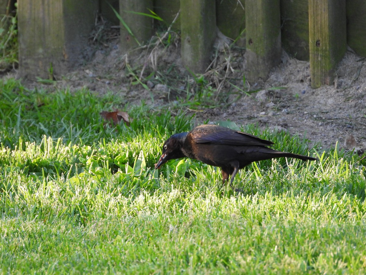 Common Grackle - ML619370810